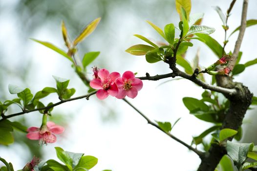 scarlet Malus spectabilis flower in a garden at spring