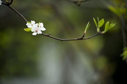 white plum blossom in a garden at spring