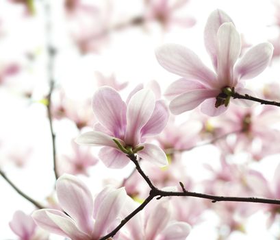 backlighting Magnolia denudata flower in a garden at spring