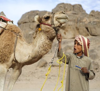 HURGHADA - JAN 30: Bedouin boy pulling a camel in Sahara desert.Jan 30,2013 in Hurghada,Egypt.