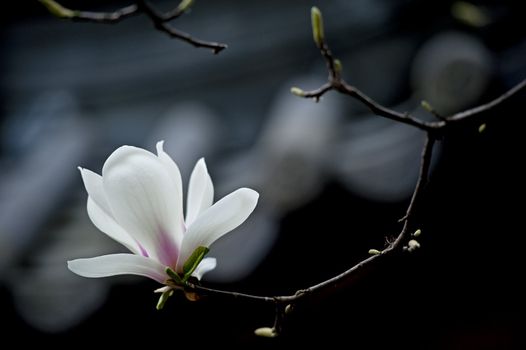 Magnolia denudata flower in a garden at spring