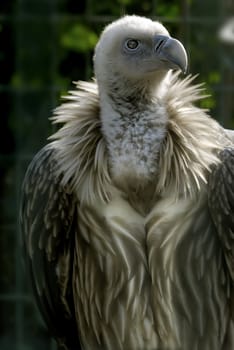 raptorial vulture with sharp eye