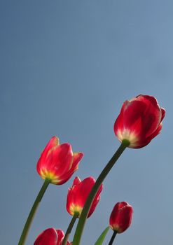 Red tulips