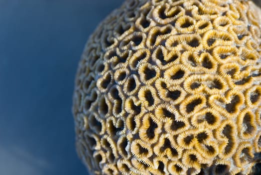 close up on polyps of a star coral, a hard coral of the family Dichocoenia