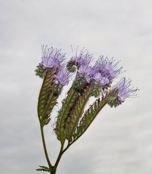 Phacelia, Scorpionweed (Phacelia tanacetifolia)