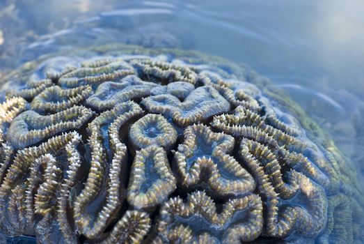 a brain coral, Favia sp, from the coral family Faviidae, pictured at low tide
