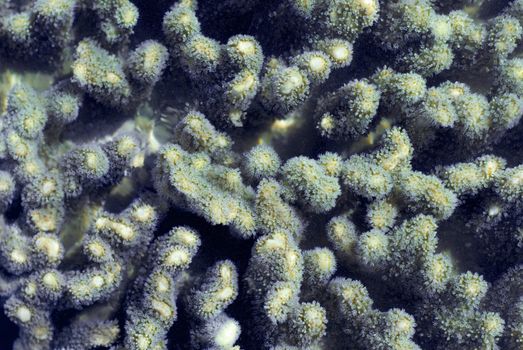 fingers of coral growth, Lobophyton sp., family Alcyoniinae with polyps extended