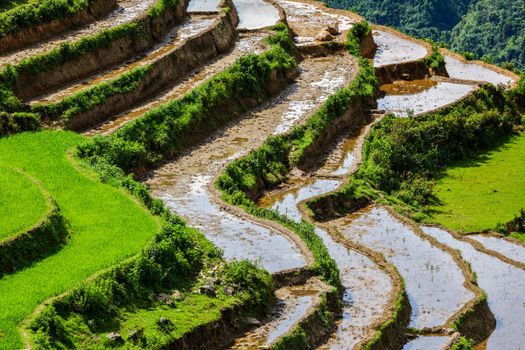 Rice field terraces (rice paddy). Near Cat Cat village, near Sapa, Mui Ne