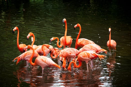 American Flamingo (Phoenicopterus ruber), Orange flamingo