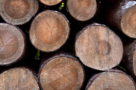 piles of wooden logs