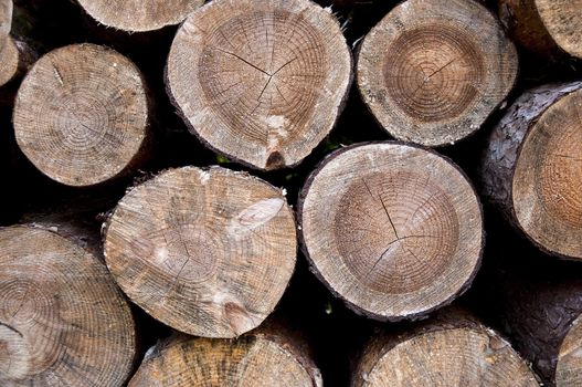 piles of wooden logs