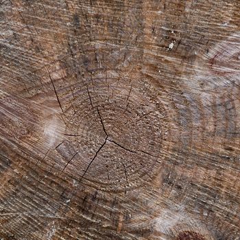 closeup of a wooden log