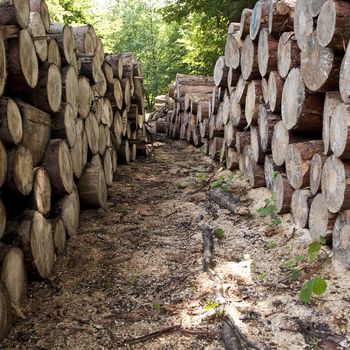 piles of wooden logs