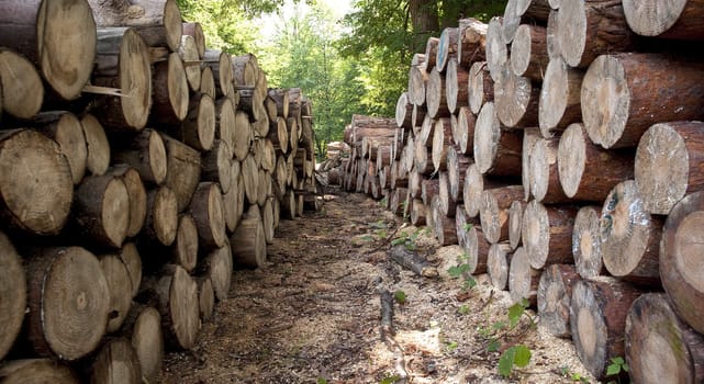 piles of wooden logs