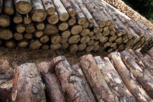 piles of wooden logs