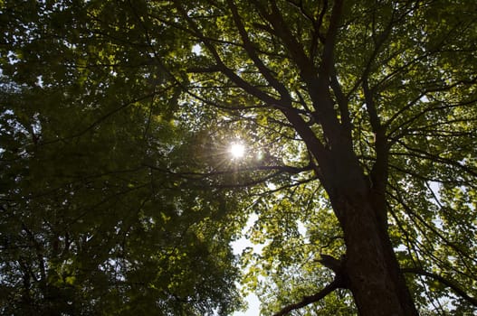 sun trying to get through the branches