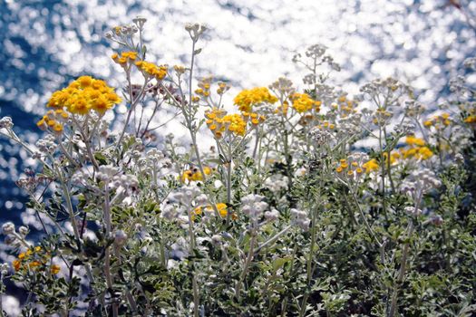 Flowers on blue sea background in Manarola, Italy