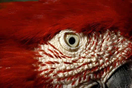 dangerous red parrot with sharp eye