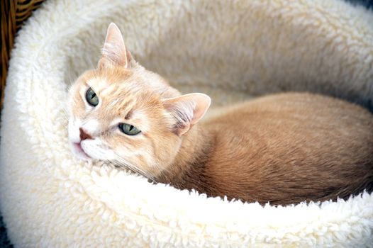 Cat relaxing in his bed.