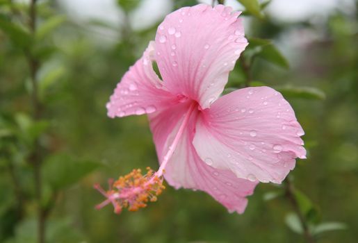 Pink Hibiscus flower with water drop