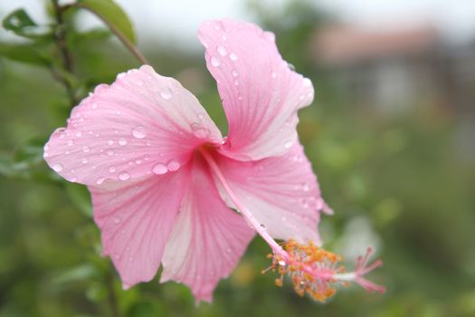 Pink hibiscus flower with water drop