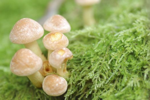 Macro photograph of Mushrooms (Armillaria tabescens) growing on moss.