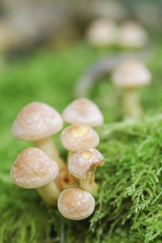 Macro photograph of Mushrooms (Armillaria tabescens) growing on moss.