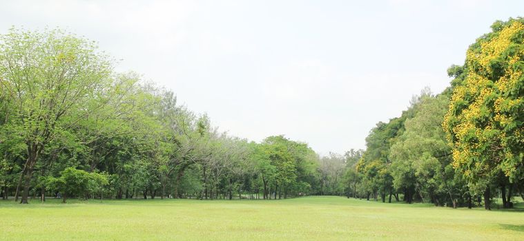 Tree in the park