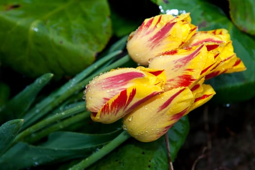 Yellow tulips after rain in outdoor with rain drops