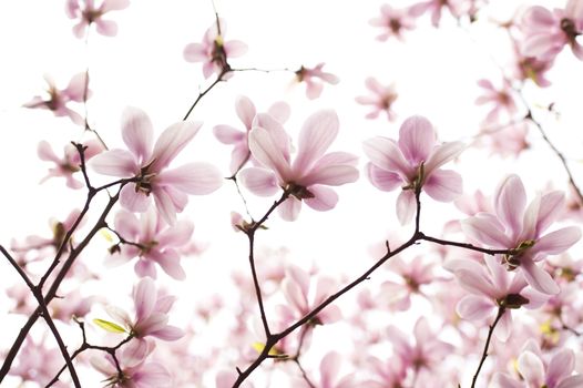 backlighting Magnolia denudata flower in a garden at spring