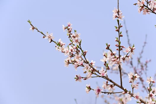 pink Peach blossom in a garden at spring