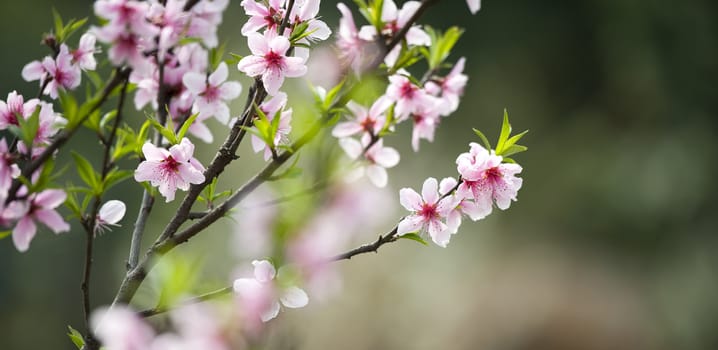 pink Peach blossom in a garden at spring