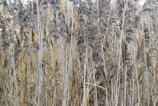 Textured photograph of Pond Reeds. Vertical lines.