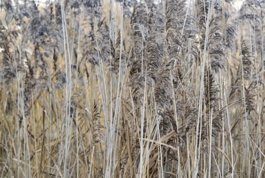 Textured photograph of Pond Reeds. Vertical lines.