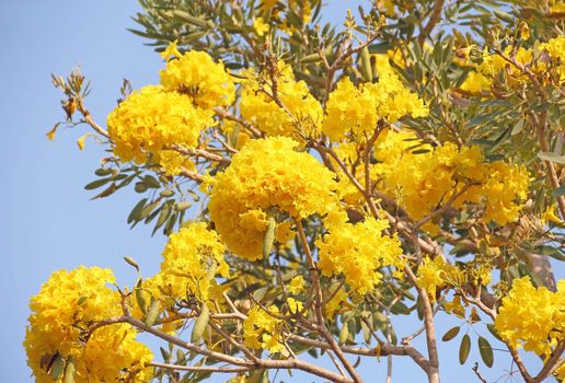 Yellow flowers (Tabebuia tree) bloom against the blue sky