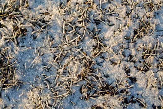 The herb under the snow.