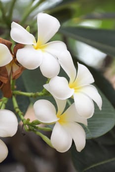 Close up white plumeria in a garden