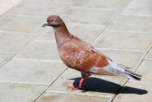 Brown pigeon walking on cobblestone pavement