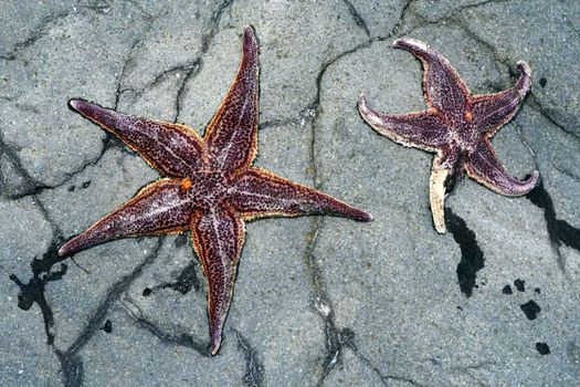 Sea stars on gray stone. Kamchatka.