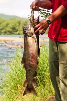 Man holds fish siberian salmon caught in river during tourist march. Kamchatka