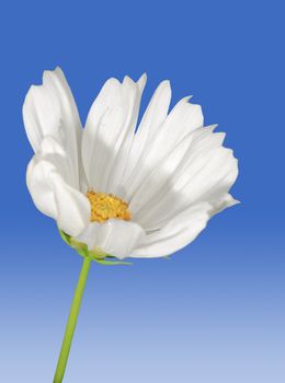 beautiful daisy flower with isolated background.