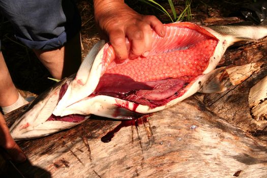 Kamchatka. Preparation of the red  caviar.