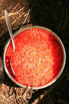  Preparation of the red  caviar. Kamchatka. 
Russia.