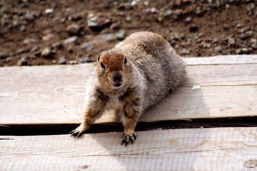 Look of gopher. Kamchatka.