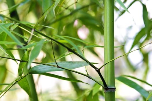 bamboo groves