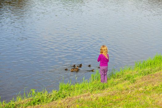 girl looking at the ducks with ducklings