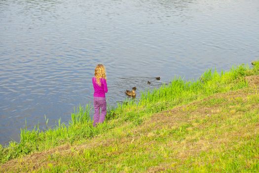 girl looking at the ducks with ducklings