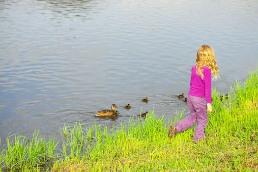 girl looking at the ducks with ducklings