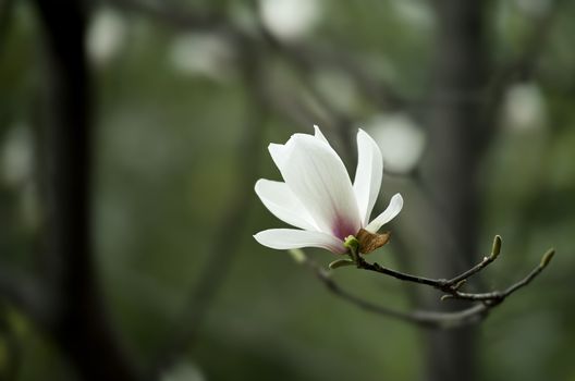 Magnolia denudata flower in a garden at spring