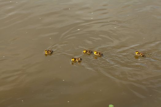 duck with ducklings swimming in the water